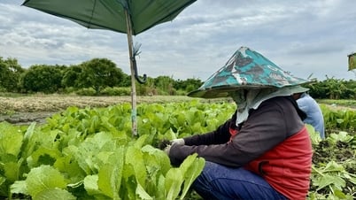 Giá rau củ tăng nhẹ