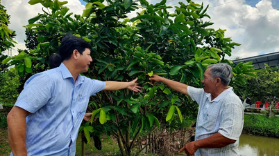 Lãnh đạo phường Cái Răng thăm, khảo sát một số mô hình sản xuất nông nghiệp