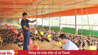 Tạo đột phá trong phát triển chăn nuôi
