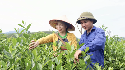 Trà Bát Tiên Long Cốc - đặc sản hương trà Đất Tổ