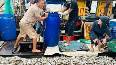 Ngư dân xứ Nghệ trúng đậm cá biển