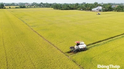 Đồng Tháp: Lấy hiệu quả kinh tế và thị trường "định vị" tái cơ cấu nông nghiệp