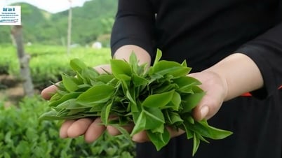 Trải nghiệm: Làm trà móc câu giữa Thủ đô gió ngàn