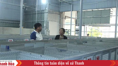 Mở hướng làm giàu từ nuôi cầy hương