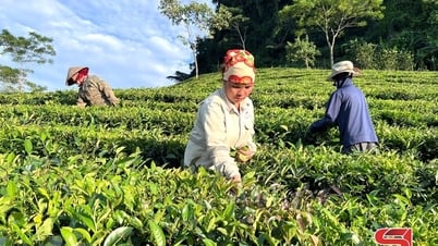 Tô Múa nâng cao thu nhập cho nhân dân