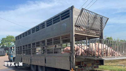 Phát hiện vận chuyển 220 con lợn nghi mắc dịch tả lợn châu Phi tại Gia Lai