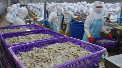 Thuế quan Mỹ tạo biến động, doanh nghiệp tôm Việt "xoay trục" chiến lược