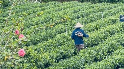 "Đệ nhất danh trà" Thái Nguyên trước thời cơ trở thành ngành hàng tỷ USD