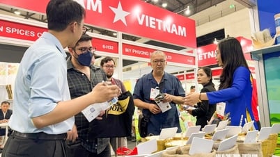 Việt Nam vươn lên top 2 thế giới về xuất khẩu gạo: Cơ hội nào cho lúa gạo Nghệ An?