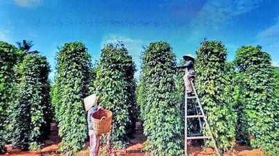 Giá tiêu hôm nay 7/8/2025: Giữ giá mức cao