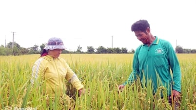 Vùng quê tươi đẹp Cao Cang xưa