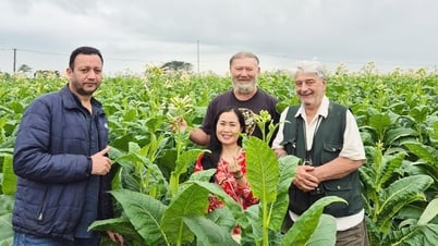 Sống an lành ở không gian dược liệu Gò Nổi