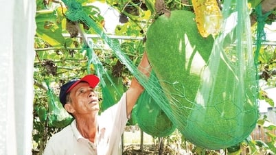 Độc đáo làng trồng bí đao khổng lồ