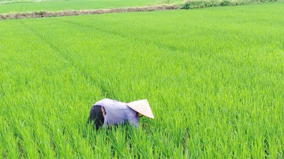 Chủ động phòng trừ sâu bệnh hại cây trồng vụ mùa