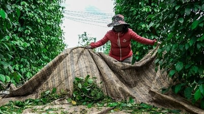 Giá tiêu hôm nay 8/8/2025: Đắk Lắk tăng nhẹ