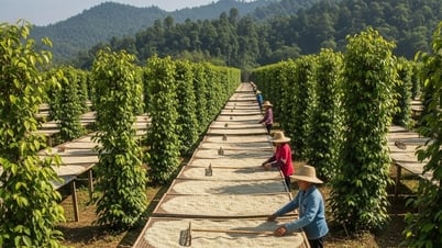 Giá tiêu hôm nay 8/8: Phá băng, tăng khủng, lập đỉnh mới ở Đắk Lắk