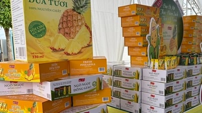 Trái dứa Việt Nam đang đứng trước cơ hội bứt phá, hướng tới mục tiêu tỷ USD