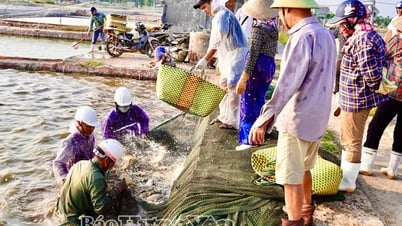 Xã Đông Thụy Anh đẩy mạnh phát triển kinh tế biển