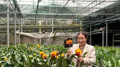 Cao Nguyên Xanh - thương hiệu catleya lớn đất B’Lao