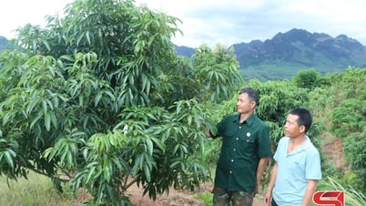 Sắp xếp tổ chức Hội Cựu chiến binh theo mô hình mới