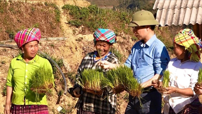Lào Cai: Chủ động sản xuất và cung ứng nguồn giống chất lượng