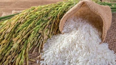 سعر الأرز اليوم 8 أغسطس: انخفاض سعر الأرز المحلي وزيادة الصادرات بشكل حاد