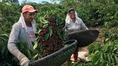 Thị trường cà phê Trung Quốc hưởng lợi từ căng thẳng thương mại Mỹ - Brazil