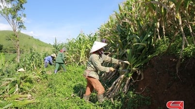 Hiệu quả kinh tế từ trồng ngô sinh khối
