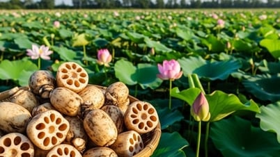 Củ sen trong y học cổ truyền, thanh nhiệt, giải độc, bổ máu, hỗ trợ tiêu hóa