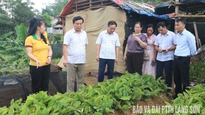 Xem xét đề xuất thực hiện dự án trồng gừng