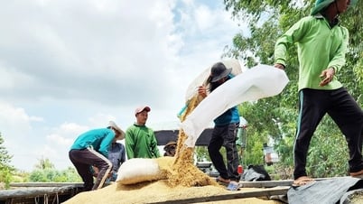 Philippines tạm dừng nhập gạo 60 ngày, lo 40% xuất khẩu gạo Việt Nam bị chặn cửa
