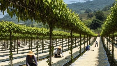 Dự báo giá tiêu ngày mai 8/8: Liệu Việt Nam có xả kho giá có hạ nhiệt?