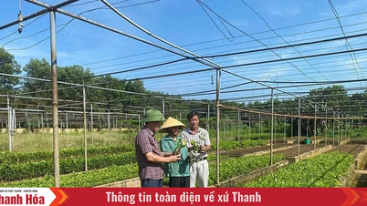 Phát triển giống cây trồng - hướng đi mới của nhiều HTX