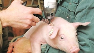 Người chăn nuôi cần tiêm phòng vaccine cho gia súc