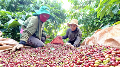 Positioning Gia Lai specialty coffee