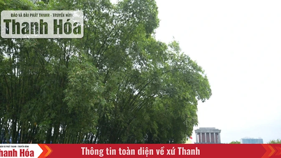 Historia bambusa z prowincji Thanh Hoa, który trafił do mauzoleum prezydenta Ho Chi Minha.
