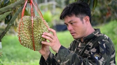 Китай выращивает собственный дуриан. Что делать Вьетнаму?