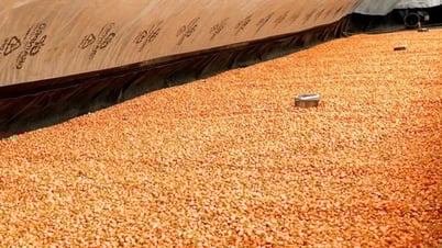 De Heus accompanies farmers in growing corn in the Central Highlands provinces