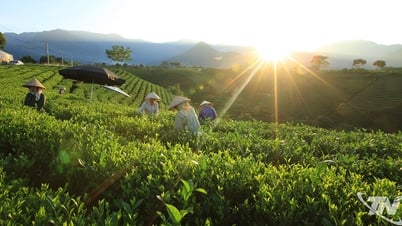 Sớm mai trên những đồi chè