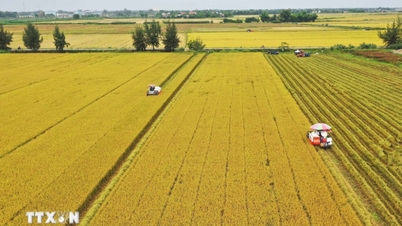 Avlingsproduksjon i 2025: Sikring av matsikkerhet og riseksport