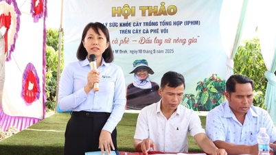 Nâng cao hiệu quả sản xuất cà phê bền vững