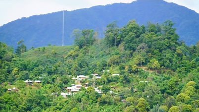 Trong veo Trà Vân