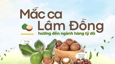 Lam Dong Macadamia mikt op miljardenindustrie
