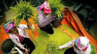Tu Le Green Rice: Fra kulinarisk kvintessens til kulturfestival gjennomsyret av nasjonal identitet