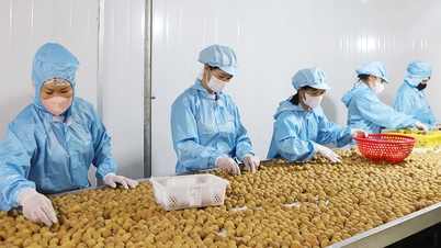 バクニン省：食品安全検査の強化、輸出農林水産物の原産地追跡