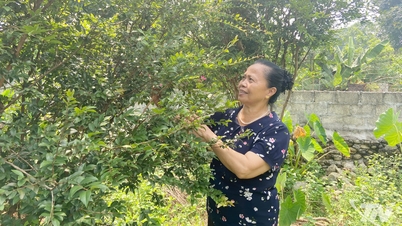វ័យចំណាស់ ភាពស្វាហាប់ខ្ពស់។
