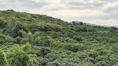Multi-purpose agricultural land use: Specific guidance, effectively exploiting land potential