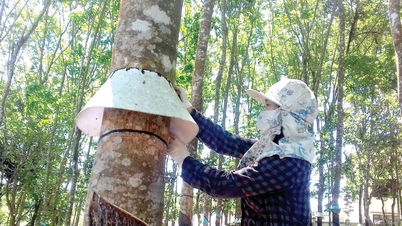 Reorganizing rubber production in the West