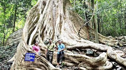 Discover unique forest ecotourism in Dong Nai