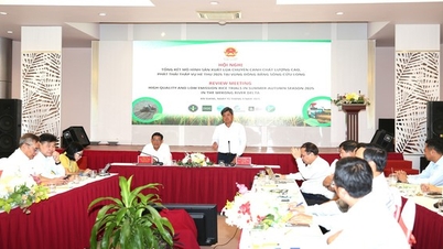 Project of 1 million hectares of high-quality rice: Agricultural revolution for the Mekong Delta